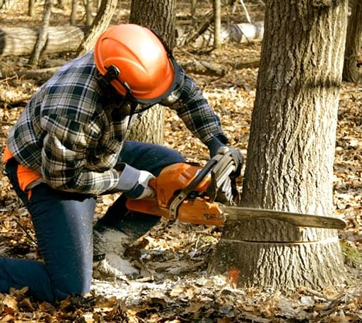 Tree Removal in Lexington, OK